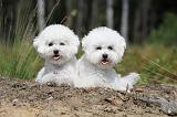 BICHON FRISE 373